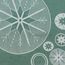 Салфетка из хлопка зеленого цвета с рисунком Ледяные узоры из коллекции New Year Essential, 53х53см, Tkano, фото , изображение 6